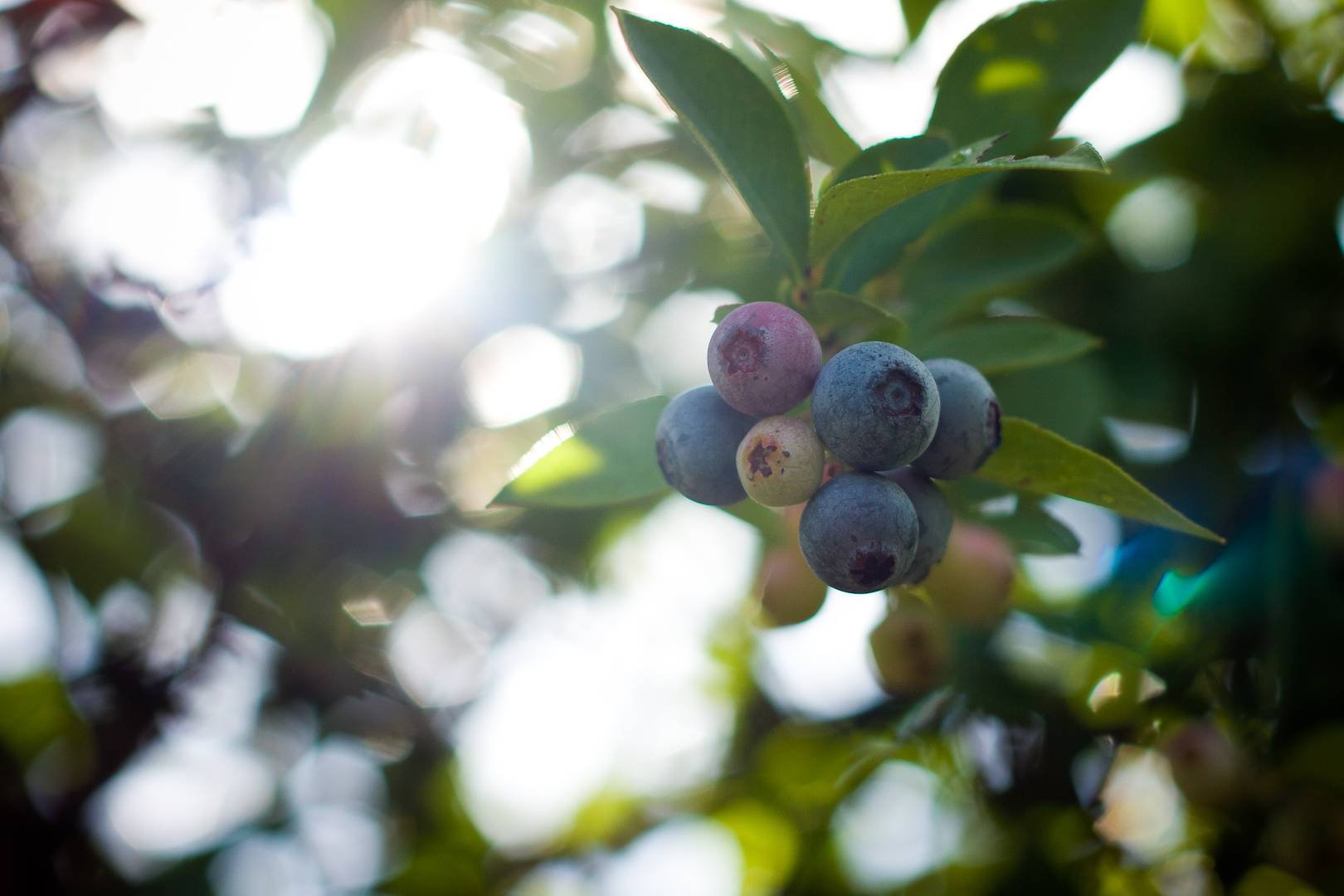Fresh berries on the bush